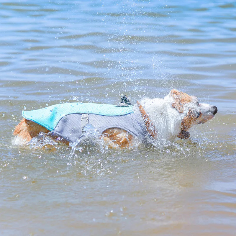 Summer Pet Collection